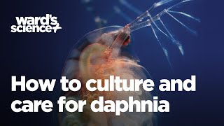 Caring and Culturing for Daphnia [upl. by Neelcaj]