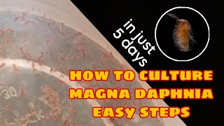 How to Culture Magna Daphnia Easily [upl. by Benilda]