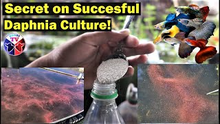 How to Culture Daphnia Successfully [upl. by Tower646]