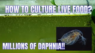 How to Culture Daphnia Secret Method to Breed MILLIONS  Simply Aquatic [upl. by Ailegna]