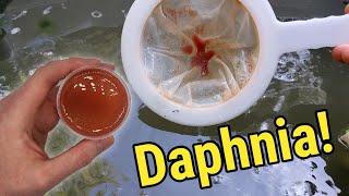 How I Culture Daphnia In Outdoor Tubs [upl. by Jeffcott]