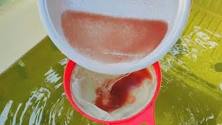 How to culture daphnia  Daphnia culture  How to grow daphnia outdoor [upl. by Haelhsa]