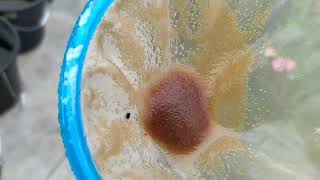 How to culture daphnia moina in a small container Part 1 English Subtitle [upl. by Saval]