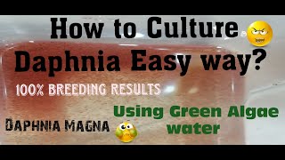 Daphnia MagnaHow to Culture Daphnia Easy wayCulturing Daphnia using Green water Daphnia [upl. by Erin]