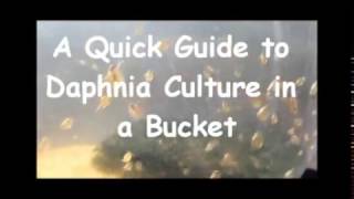 How to culture daphnia outside [upl. by Verdha]