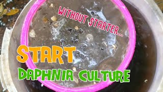 How to culture daphnia moina the easy way 1  Starting the Daphnia culture [upl. by Presber]