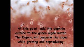 Daphnia  How to grow daphnia in your home [upl. by Ayekahs416]