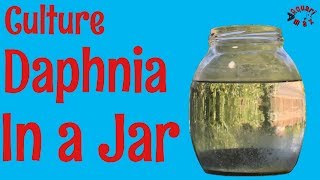 How to Culture Daphnia in a Jar [upl. by Ellednahc467]