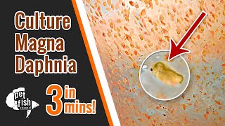 How to culture DAPHNIA MAGNA  The easy way [upl. by Retsam]