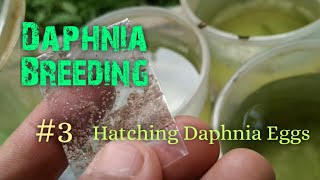 Daphnia Culture made simple and easy 3  Hatching Daphnia eggs [upl. by Sotos752]