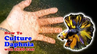 How to Culture Daphnia with ZERO Cost  Unlimited Live Food For Our Fish [upl. by Adnat]