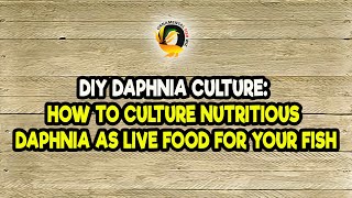 DIY Daphnia Culture How to Culture Nutritious Daphnia as Live Food for Your Fish [upl. by Alage]