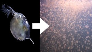 How I Culture Daphnia [upl. by Hans374]