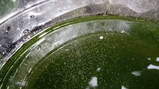 DAPHNIA MOINA CULTURE IN A SMALL BUCKET [upl. by Ashmead804]