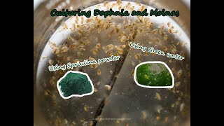 How To Culture Daphnia and Moinas using Green Water Spirulina powder [upl. by Collum]