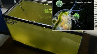 Raising Daphnia for the Freshwater Aquarium [upl. by Yerhcaz251]