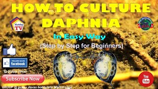 HOW TO CULTURE DAPHNIA In Easy Way [upl. by Matthaus]